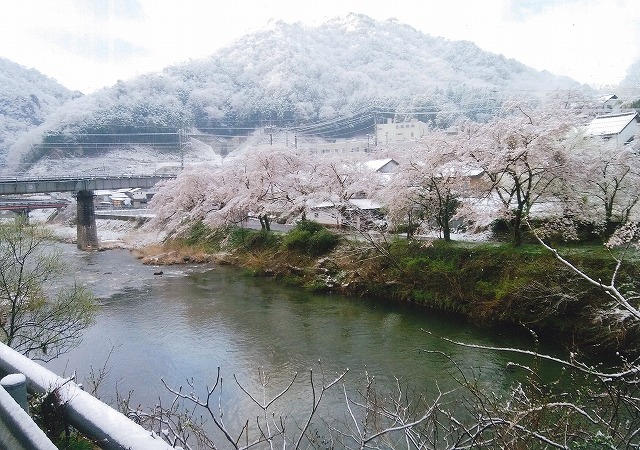 銀賞　満開の桜が雪化粧