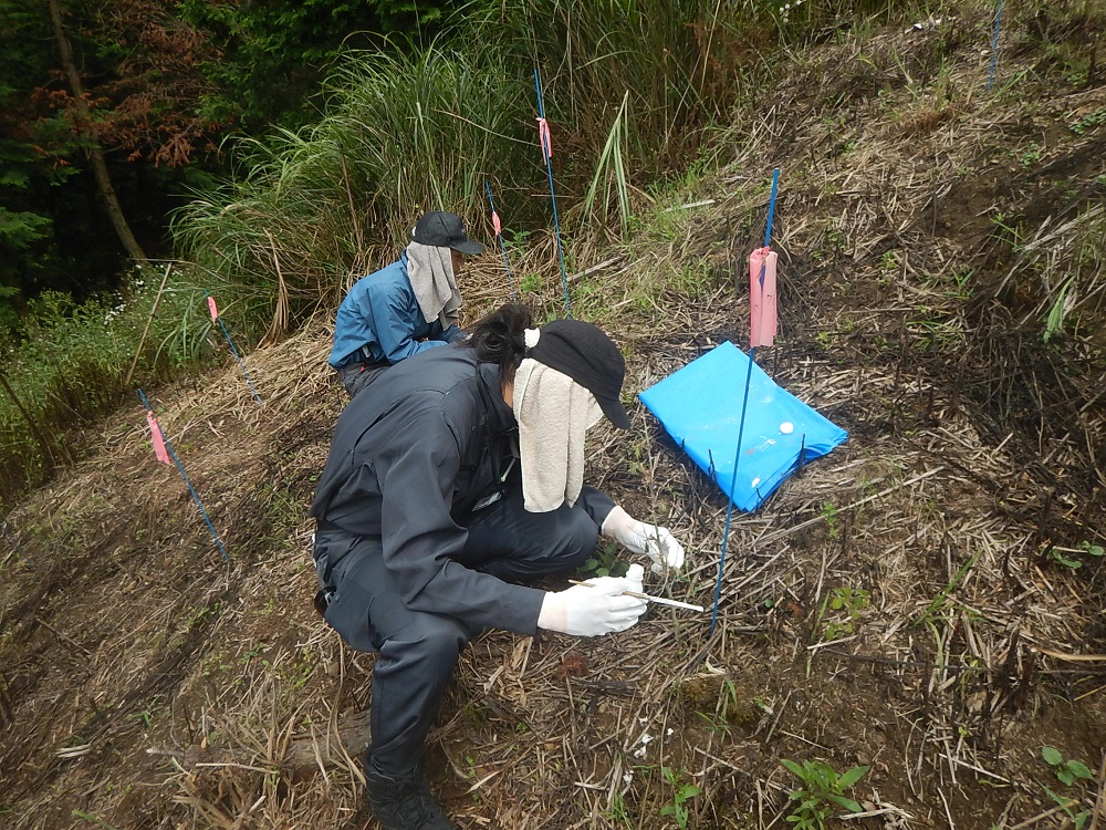 カラマツのシカ被害調査