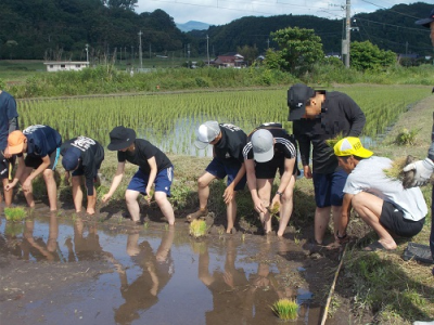 田植え