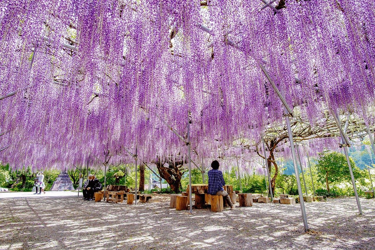 jinnguujinofujidana