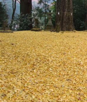 オハツキタイコイチョウの境内一面に落ちたイチョウ風景