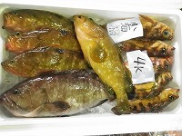 キジハタ、マハタ（一番大きいグレーの魚）、ウスメバル（右の一回り小さい魚）