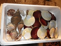 二枚貝）左：イタヤガイ、右：ツキヒガイ、巻貝）テングニシ
