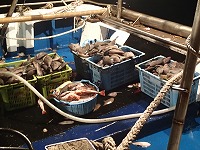 漁獲物（ウマヅラハギ、キダイ）