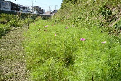 袋川のコスモスの様子（9月24日）