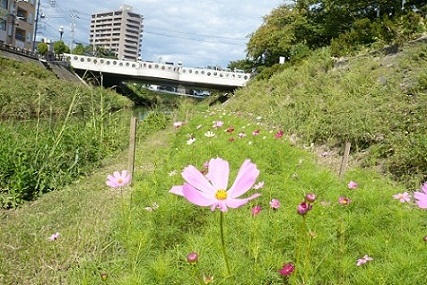 袋川のコスモスの様子（9月27日）