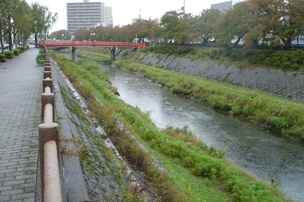 袋川のコスモスの様子（10月23日）