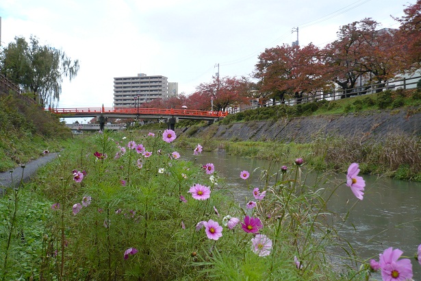 １１月１３日のコスモスの様子