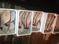 境港市場出荷された魚（左からカレイ、ヒラメ、コチ）