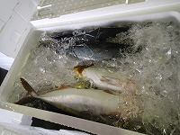 ハマチ（ブリの若魚）8入（5kg）