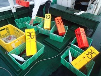 ソデイカ試験操業の漁具
