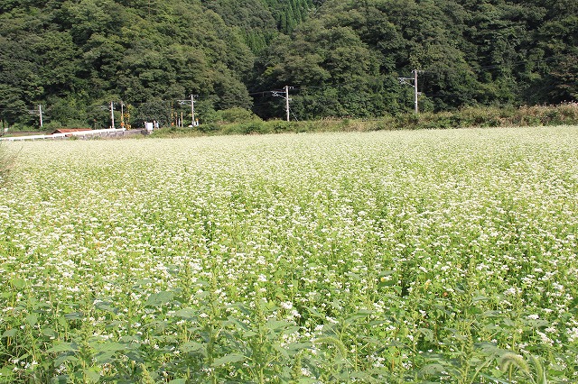 そばの花